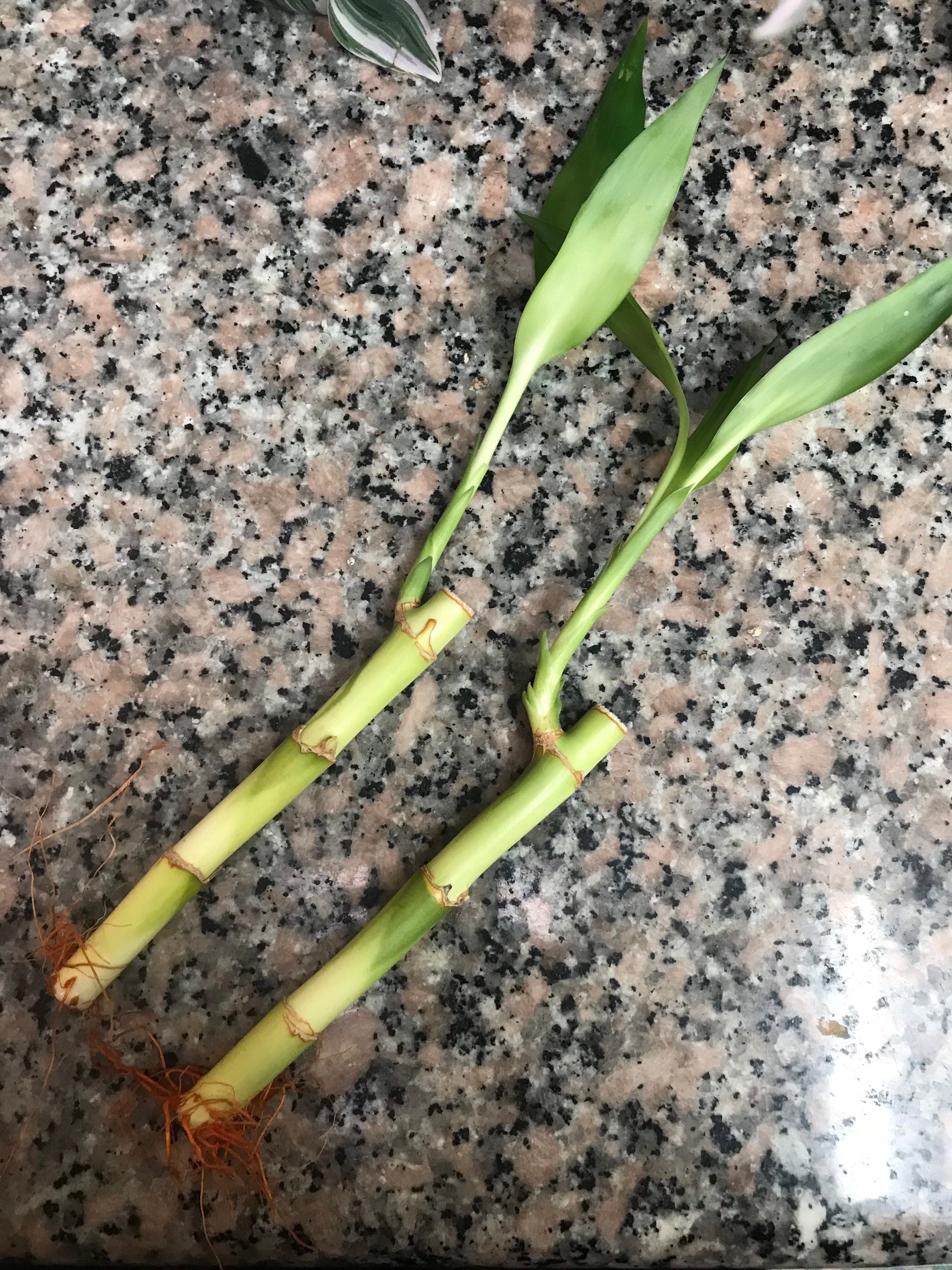 philodendron billietiae for sale Philodendron billietiae variegata x Florida Beauty