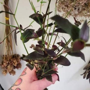 Bridal Veil Tradescantia | Gibasis pellucida Bundle