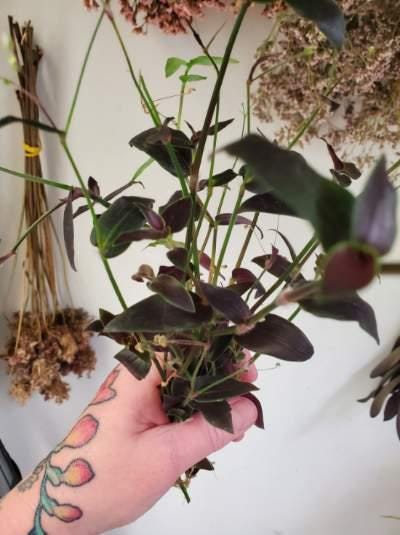 Bridal Veil Tradescantia | Gibasis pellucida Bundle