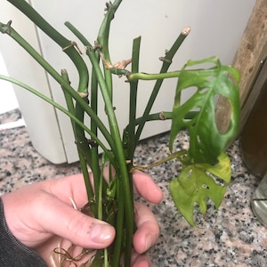 Monstera Adansonii Swiss Cheese Plant Clippings