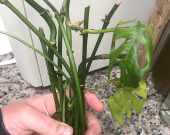 Monstera Adansonii Swiss Cheese Plant Clippings