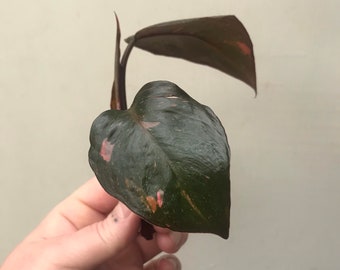 RARE* philodendron pink princess plant clipping