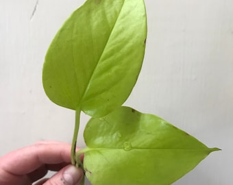 Neon Pothos Plant Clipping