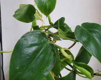 Philodendron Cordatum Rooted Plant Clippings