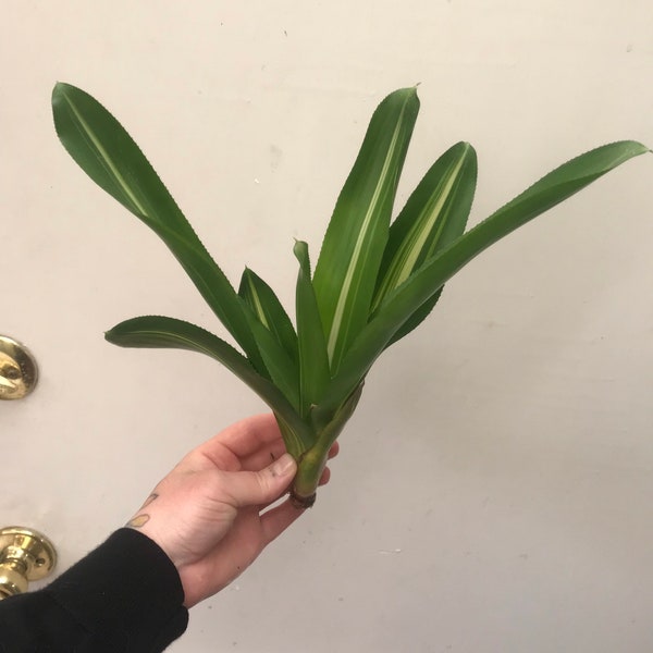 rooted bromeliad bud /brolemiad pup / plant