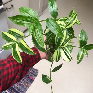 Variegated Tradescantia Fluminensis Plant Clippings