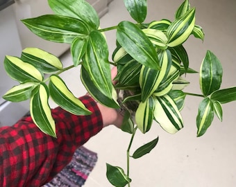 Variegated Tradescantia Fluminensis Plant Clippings