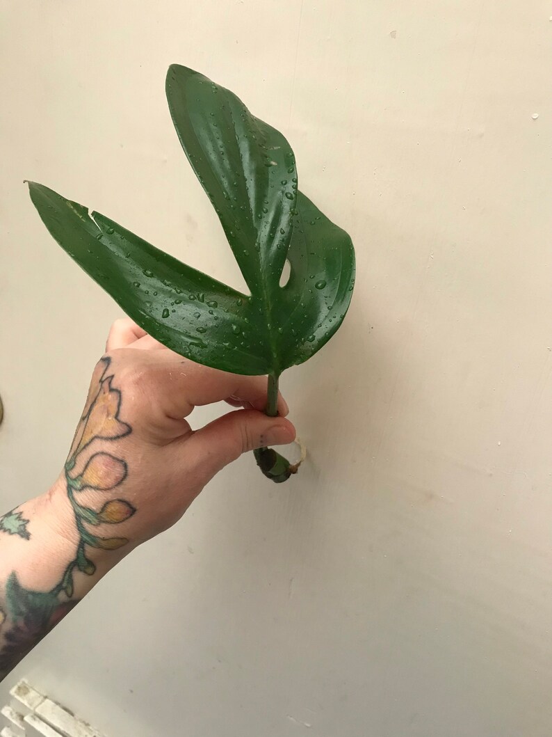 RARE Rhaphidophora Decursiva Philodendron Dragon Tail Plant Clippings image 2