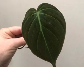 RARE Philodendron Micans Plant Clippings