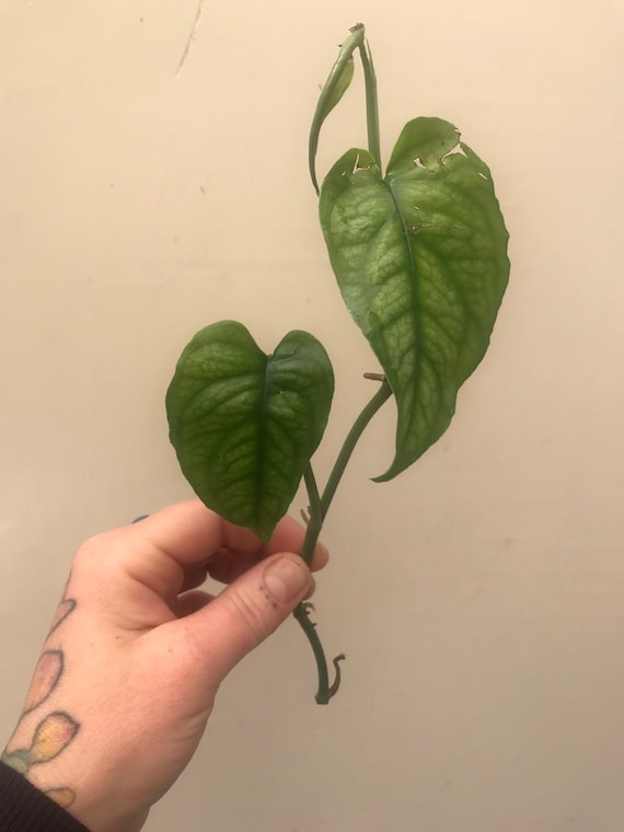 RARE Philodendron Monstera Siltepecana Plant Clippings - Etsy