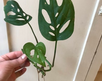 monstera adansonii swiss cheese plant clippings