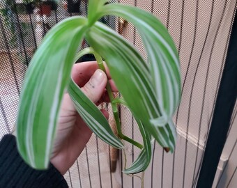 Tradescntia Albiflora Plant Clipping