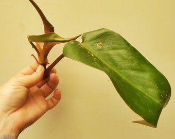 RARE Red Emerald Philodendron | Philodendron Erubescens Plant Clippings