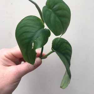 May include: Close-up of a small plant cutting with three large, heart-shaped, dark green leaves. The leaves have a textured appearance with visible veins. A long, slender stem extends from the leaves, and the plant is held against a white background.