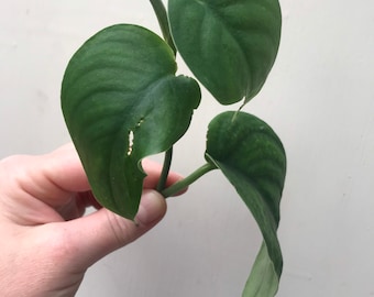RARE* Jade Satin Pothos Scindapsus Plant Clippings