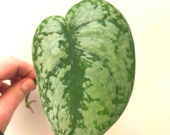 Scindapsus Pictus 'Exotica' | Silver Splash Pothos | Philodendron