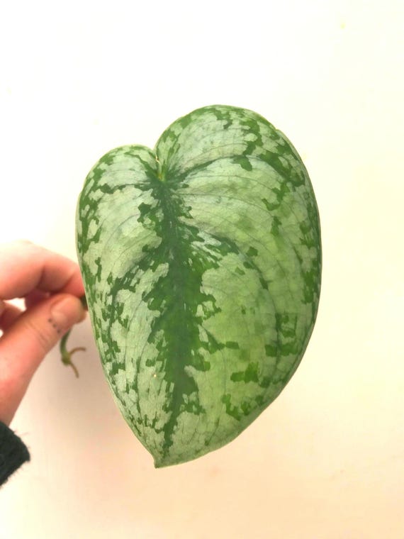 Scindapsus Pictus 'Exotica' | Silver Splash Pothos | Philodendron