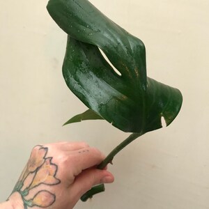 RARE Rhaphidophora Decursiva Philodendron Dragon Tail Plant Clippings image 4
