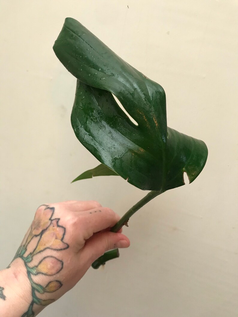 RARE Rhaphidophora Decursiva Philodendron Dragon Tail Plant Clippings image 4