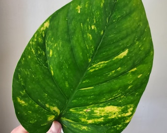RARE Large Leaf Golden Pothos Plant Cutting | Plant Clipping