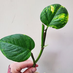 May include: A green and yellow variegated plant with long stems and large, heart-shaped leaves. The plant has roots growing from the stem.