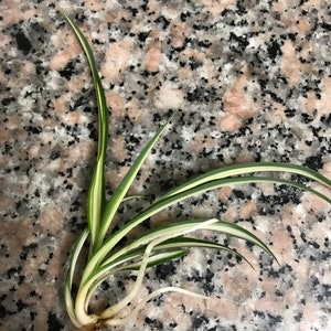 Variegated Spider Plant Chlorophytum Comosum Plant Clipping