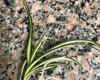 Variegated Spider Plant Chlorophytum Comosum Plant Clipping