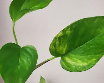 Pothos Neon Queen Plant Clippings