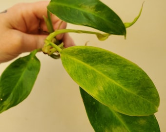 RARE Philodendron Calkins Gold | Golden Princess Plant Clippings