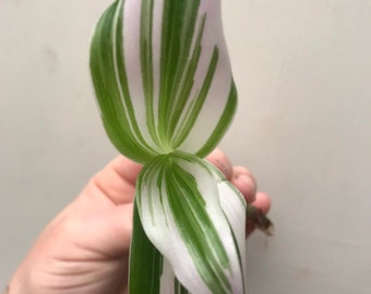 Lilac Tradescantia Zebrina Plant Clippings