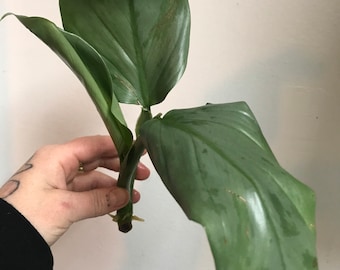 RARE Philodendron Hastatum | Silver Sword