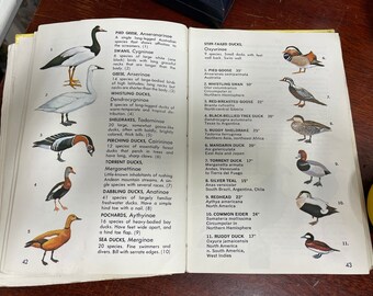 洋書　古書　Familiar Wild Birds 1&2巻　アンティーク鳥図鑑 Amazon.co.jp: 511①鳥図鑑 洋書 古書 ボタニカルアート : おもちゃ