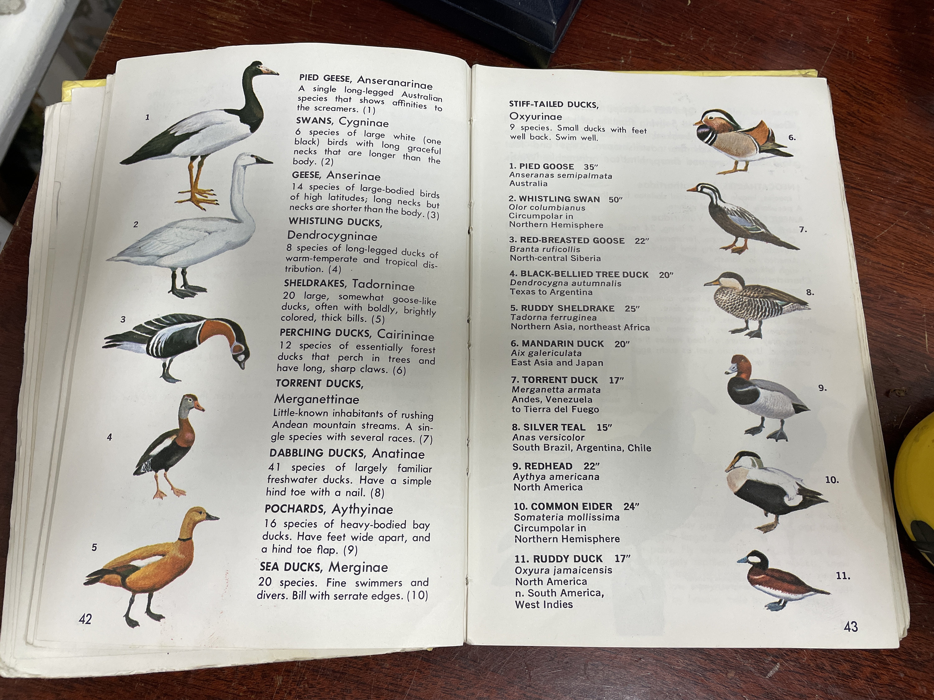 Vintage Bird Book,families of Birds Golden Guide Book