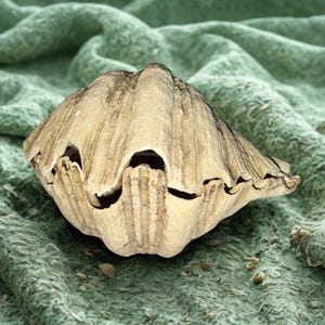 May include: A large, beige seashell with a textured surface and dark brown striations. The shell has several openings and is resting on a textured, light green fabric. The overall theme is marine life.