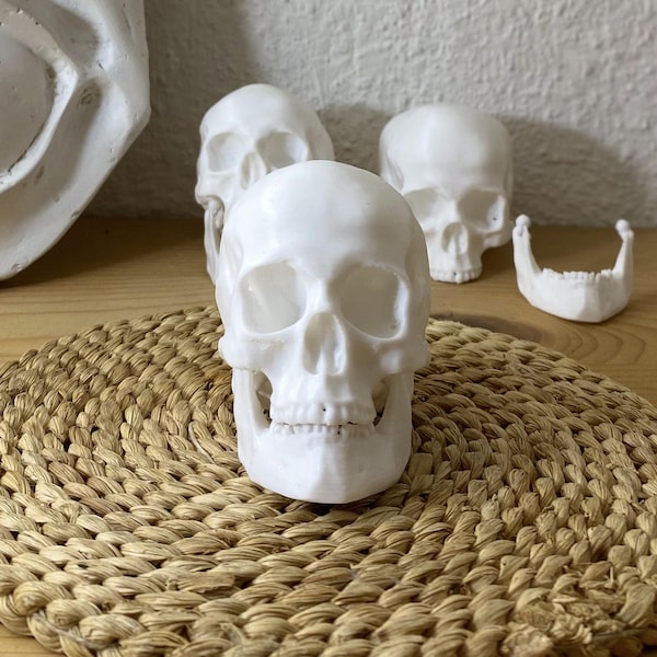 2.6'' 3D-printed skull with removable mandible, Pocket-size drawing reference, schooltool, gifts for kids, gifts for him, gifts for her