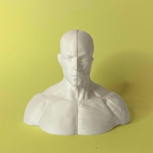 2 Pack Planar Head And Human Head Made 100% In The US And Ships Sameday, Color Silver, 5" Inches 12.7 Cm, Learn The Planes Of The Head, Human Head For