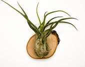 Neun. Wood Copper Air Plant Hanger, Hanging Plant Holder, Magnet, Wall Mounted, Minimalist Planter, Tillandsia Planter, Boho Decor