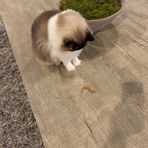 May include: A white and brown cat with blue eyes sits on a wood floor looking at a small brown worm.