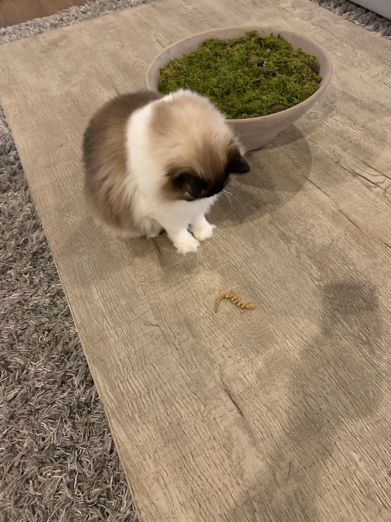 Kitty Lizard Articulated Cat Toy Etsy Canada