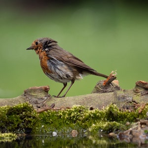 Robin Redbreast, Garden Photography **DIGITAL DOWNLOAD**