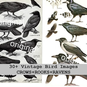 30+ Vintage Bilder Krähen, Raben, Saattürme. Schwarze Rabenvögel. Grimmige Dunkelheit. Digitaler Download. Halloween, Poe, Karten Planer, Journal, Kunsthandwerk