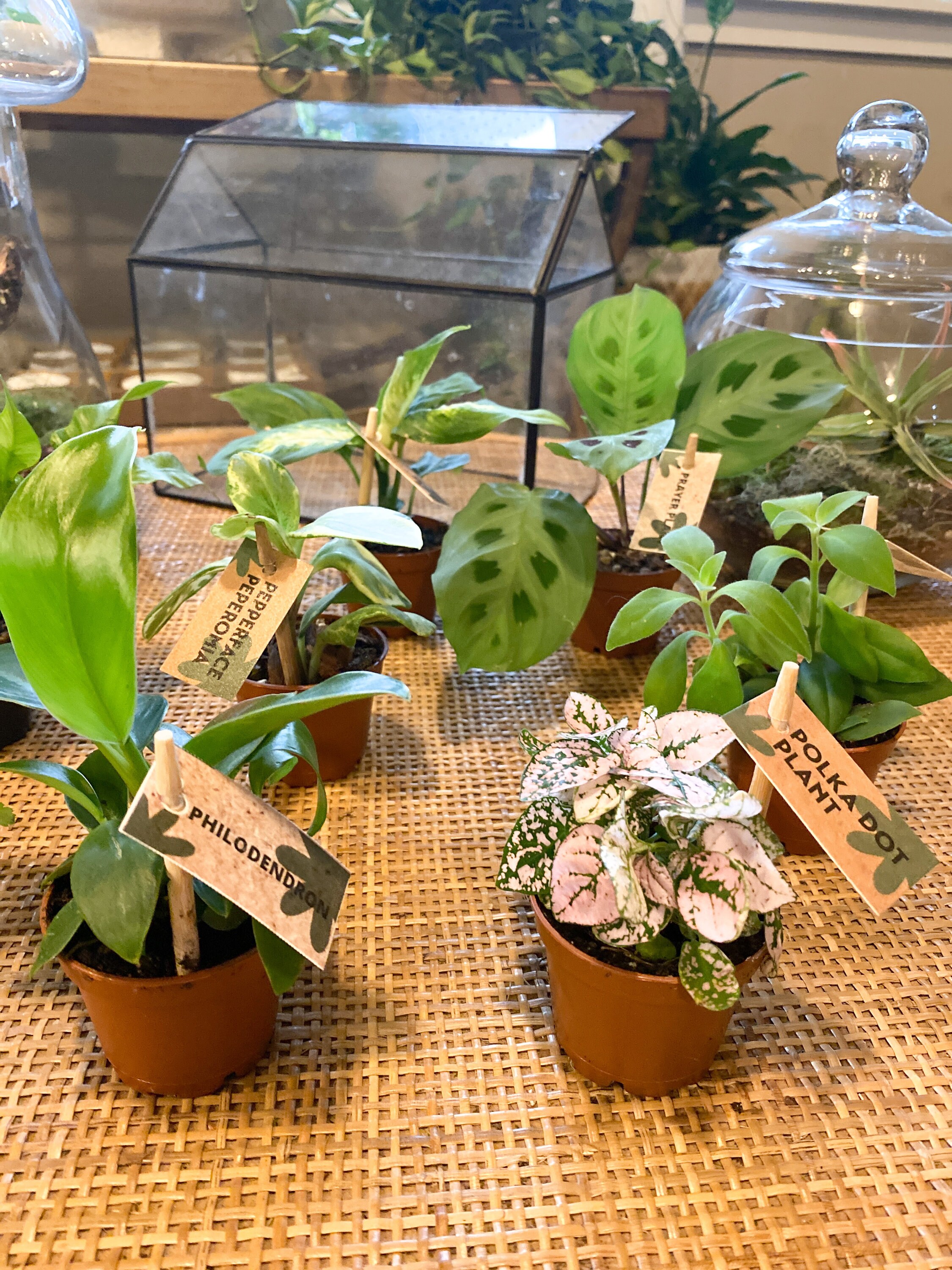 Mini Terrarium Plants 2 Pot Assorted Varieties Woodland Fairy