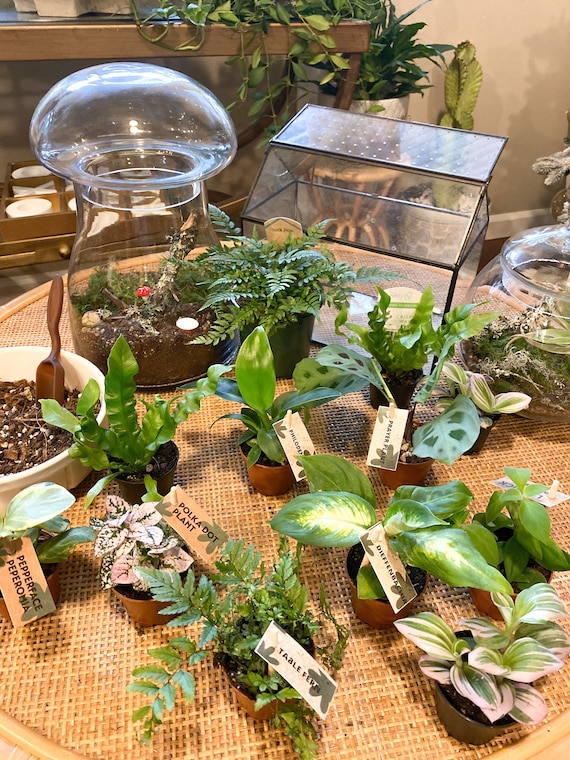 Mini Terrarium Plants 2 Pot Assorted Varieties Woodland Fairy
