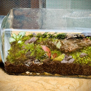 May include: A glass jar terrarium with a metal lid. The terrarium is filled with moss, small plants, and rocks.
