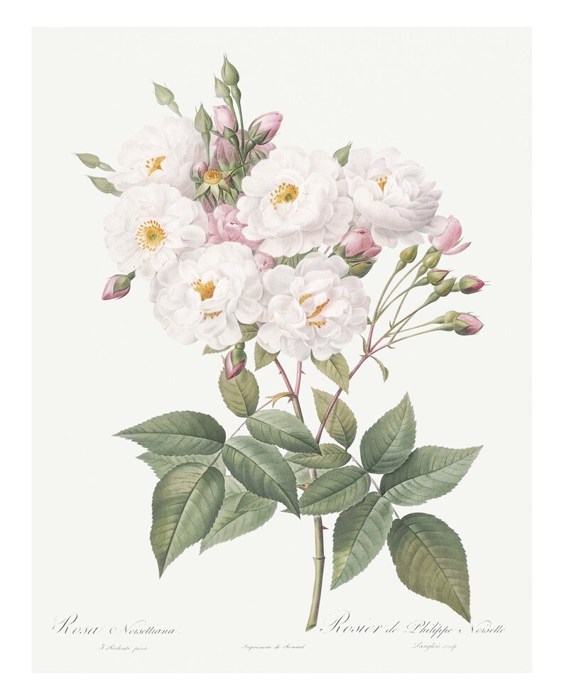 INSTANT DOWNLOAD Vintage Antique Roses Botanical Art Print Set of 2 ...