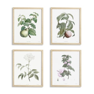 DESCARGA DIGITAL Vintage Antique Botanical Art Print Set de 4: Pera, Melocotón [Conjunto de arte, arte de pared, decoración de pared]