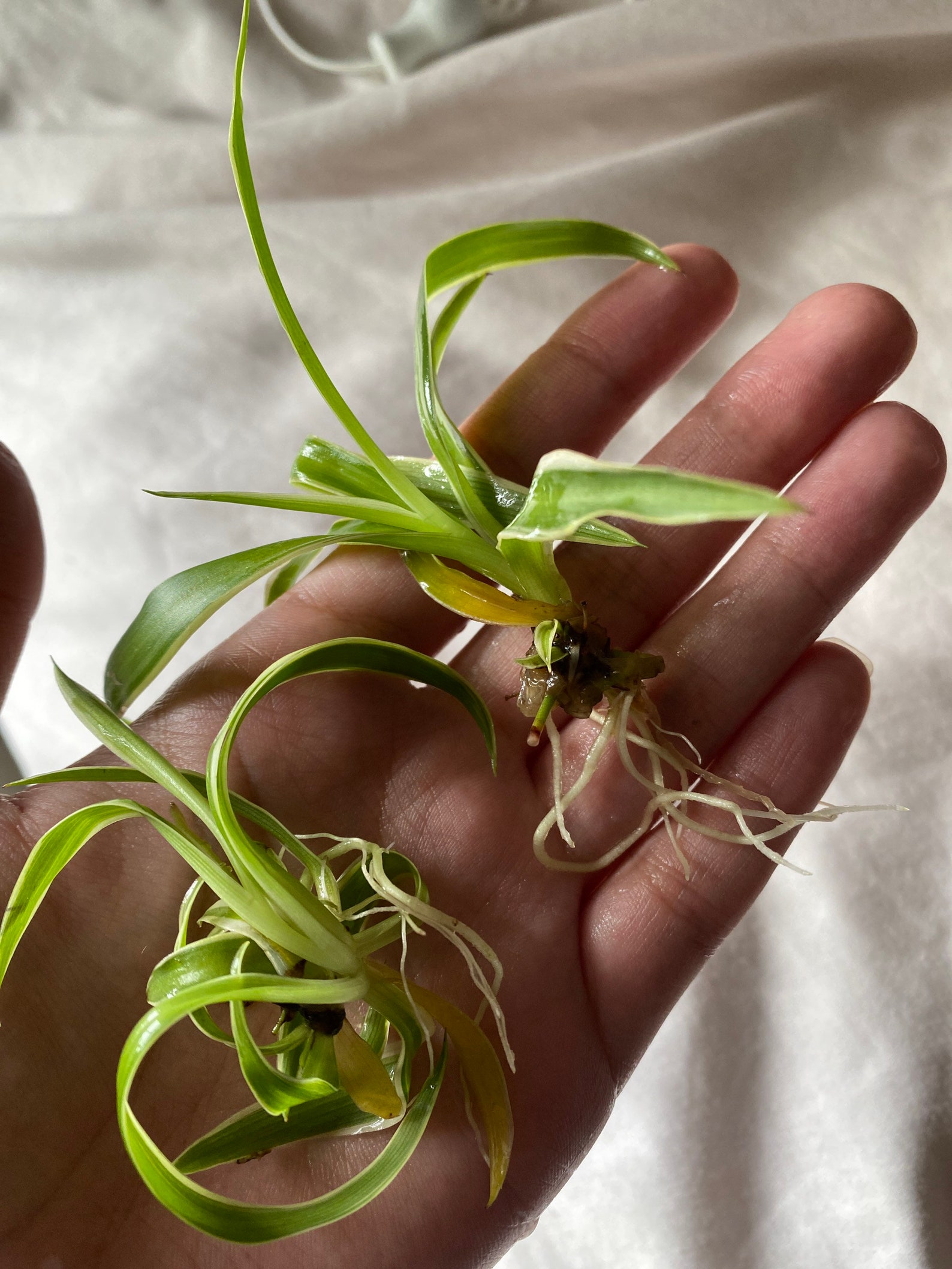 Propagated Spider Plant babies/cuttings Etsy
