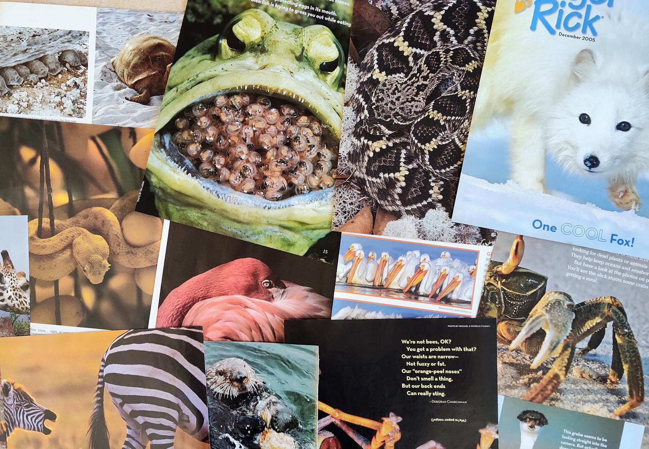 Random Animal Magazine Animal Magazine Ephemera: 100 Piece Lot for Junk Journals & Collages - Etsy