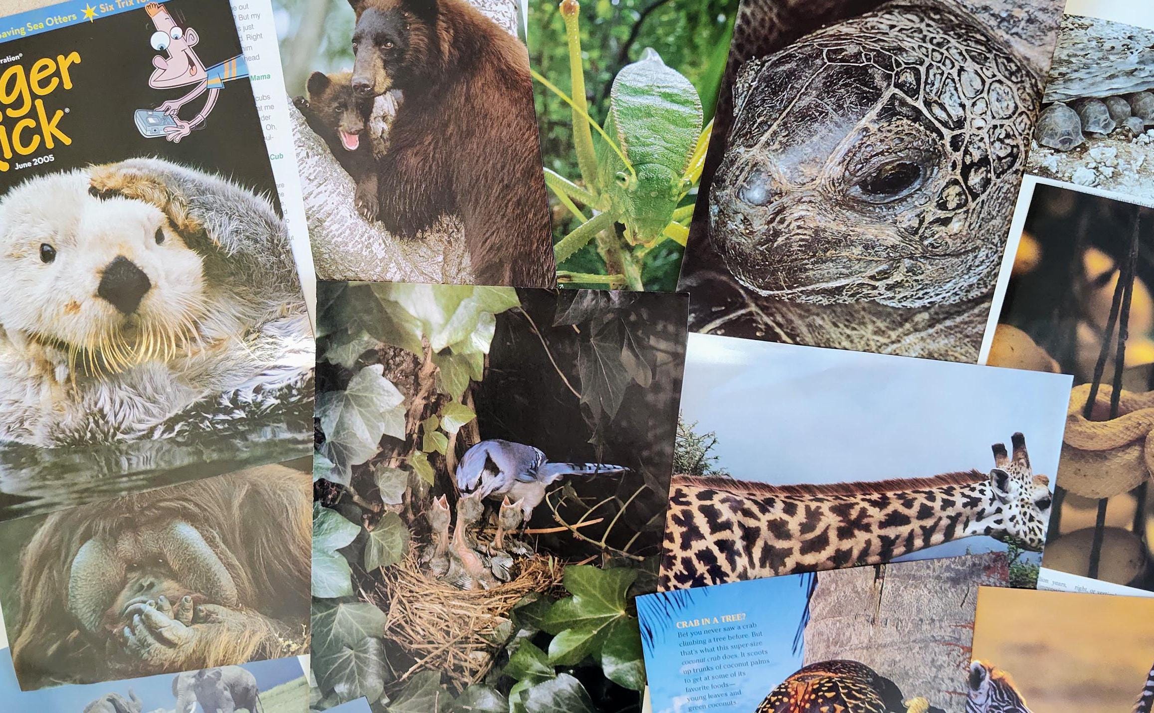 Random Animal Magazine Animal Magazine Ephemera: 100 Piece Lot for Junk Journals & Collages - Etsy