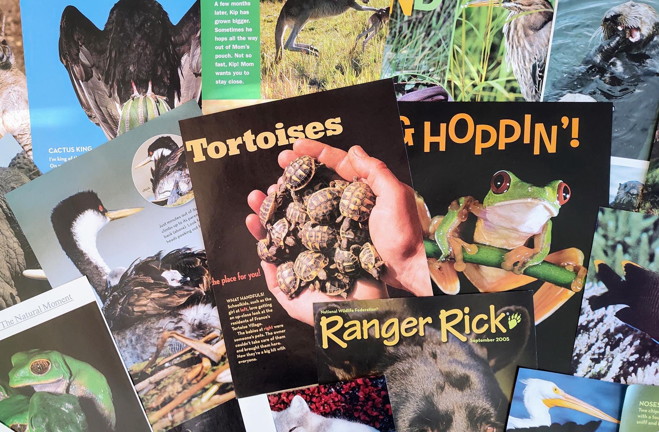 Random Animal Magazine Animal Magazine Ephemera: 100 Piece Lot for Junk Journals & Collages - Etsy